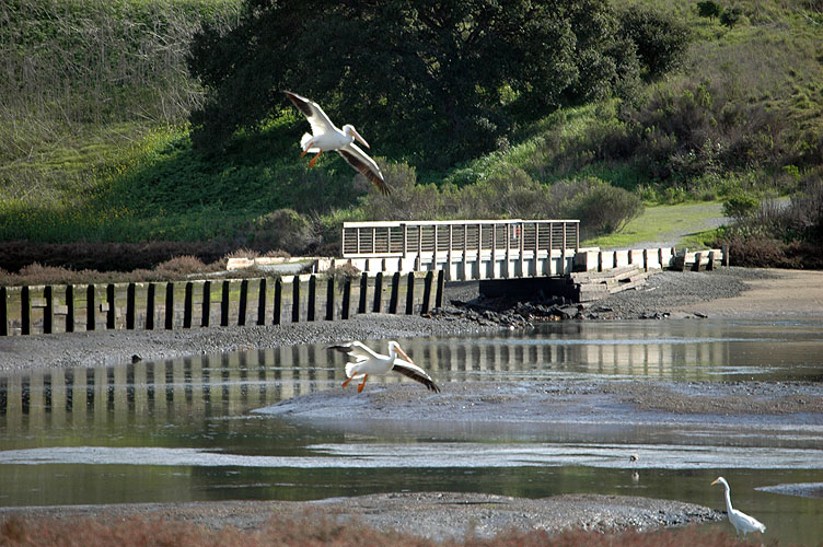 Elkhorn Slough Feb. 2010 082.jpg